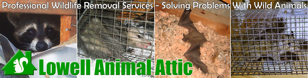 Cambridge Animal Attic